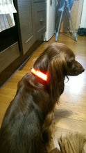 Nylon LED Pet Dog Collar Dogs Luminous Fluorescent Collars Pet Supplies Night Safety Flashing Glow In The Dark Dog Leash