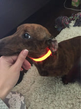 Nylon LED Pet Dog Collar Dogs Luminous Fluorescent Collars Pet Supplies Night Safety Flashing Glow In The Dark Dog Leash