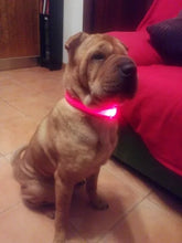 Nylon LED Pet Dog Collar Dogs Luminous Fluorescent Collars Pet Supplies Night Safety Flashing Glow In The Dark Dog Leash